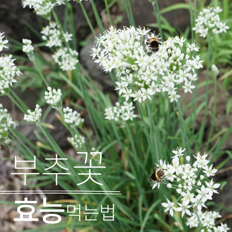  부추꽃 효능 꽃차 담금주 먹는법?