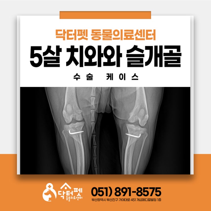  강아지 슬개골탈구 몇 기에 수술해야 하나요? 관리 잘하면 안해도 되지 않을까요?   부산 정형외과 동물병원