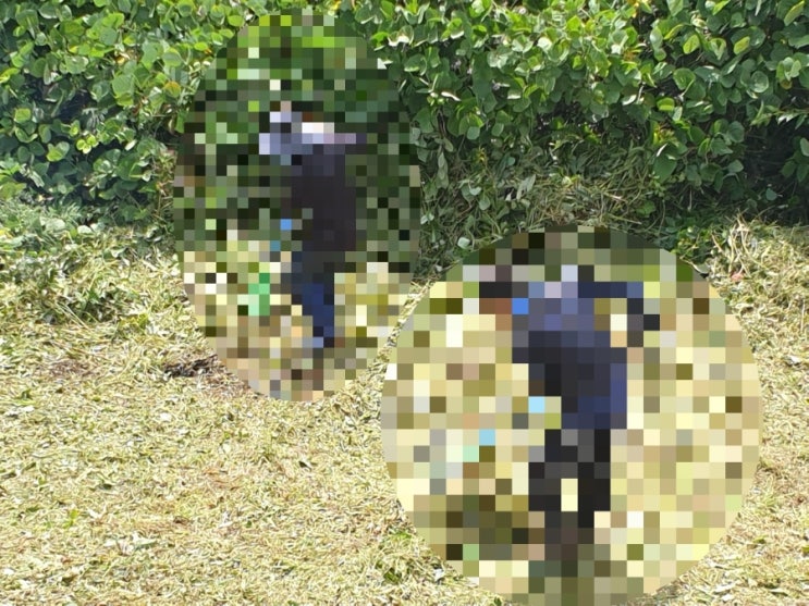  2025년 김천 봉산면 벌초4구 고인돌장의사 #김천벌초 #선산벌초 #구미벌초 #황간벌초 #영동벌초 #성주벌초 #상주벌초 #벌초대행 #벌초 #추석벌초 #손없는날 #윤달 #벌초