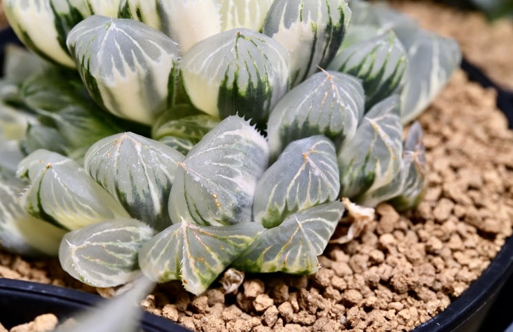   하월시아 키우기 - 지표식물(指標植物)을 정해서 관리
