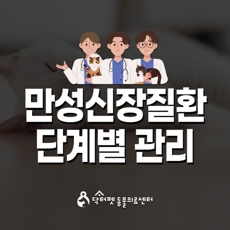  고양이 만성신장질환 CKD 4단계별 관리 방법 부산 고양이 동물병원 신부전