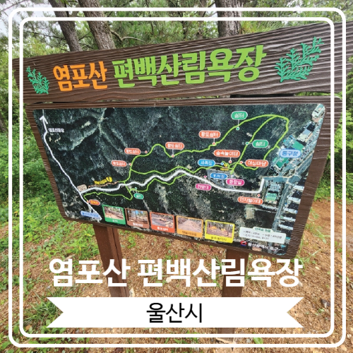  [염포산 편백산림욕장] 울산 동구청에서 울산대교 전망대까지 3km에 걸쳐 조성 된 힐링 공간