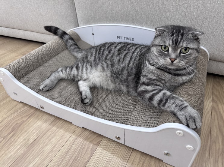 고양이 소파 스크래쳐 펫타임즈 내돈내산 후기