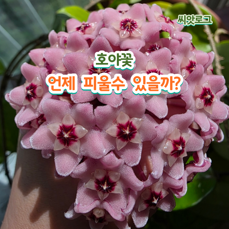 호야꽃 피우는 법, 카르노사 vs 벨라 언제 어떻게 관리해야 피울까요?