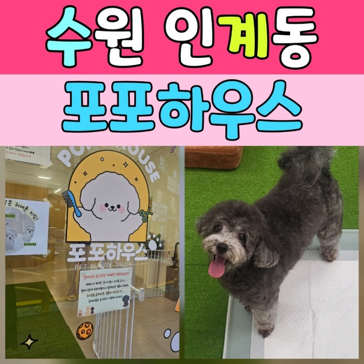  인계동 애견미용 포포하우스 후기