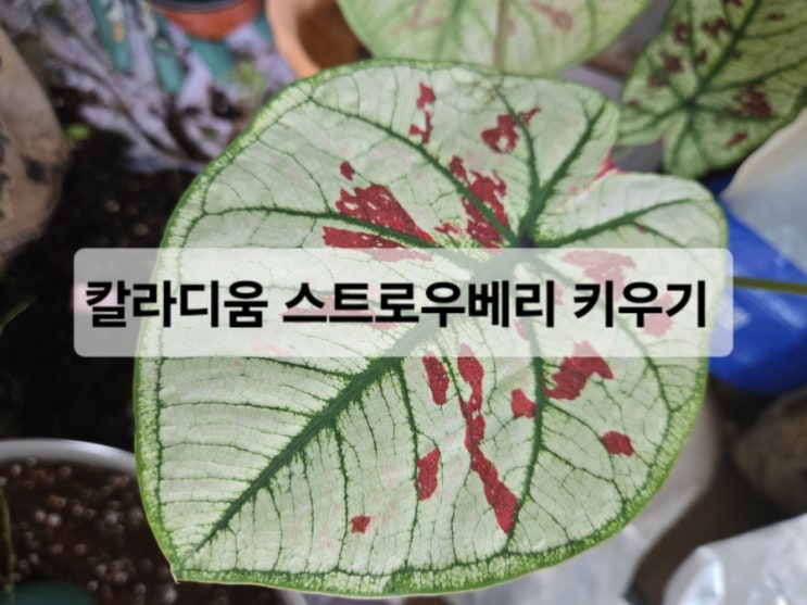  칼라디움 스트로베리 키우기 /햇빛/물/온도/습도/분갈이 방법과 흙 배합/구근 관리 및 휴면 방법