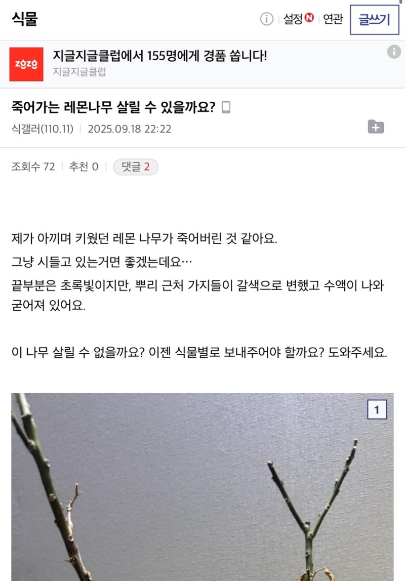 죽어가는 레몬나무 살릴 수 있을까요?