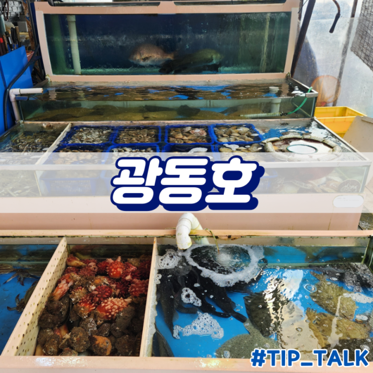  태안 몽산포 수산시장 추천 광동호 내돈내산
