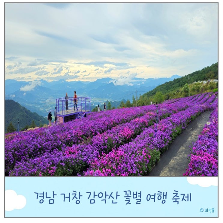  2025 거창 감악산 아스타국화 실시간 개화상태 주차 꽃별여행 9월축제