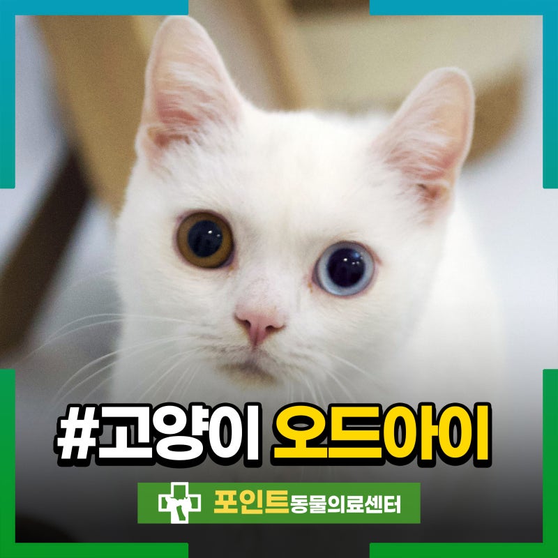 고양이 오드아이 유전병 청각 문제 이유는?