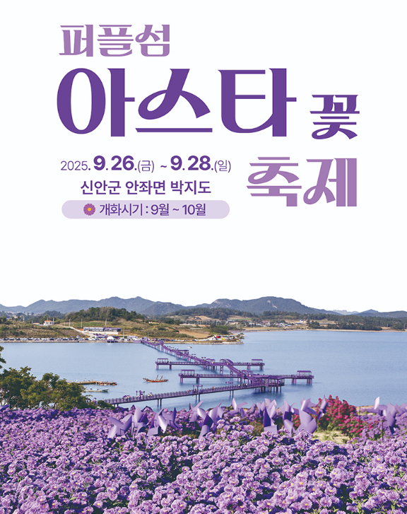  2025 신안 퍼플섬 아스타꽃축제, '보랏빛 바다' 위를 걷다! (다음 주말, 할인 꿀팁)