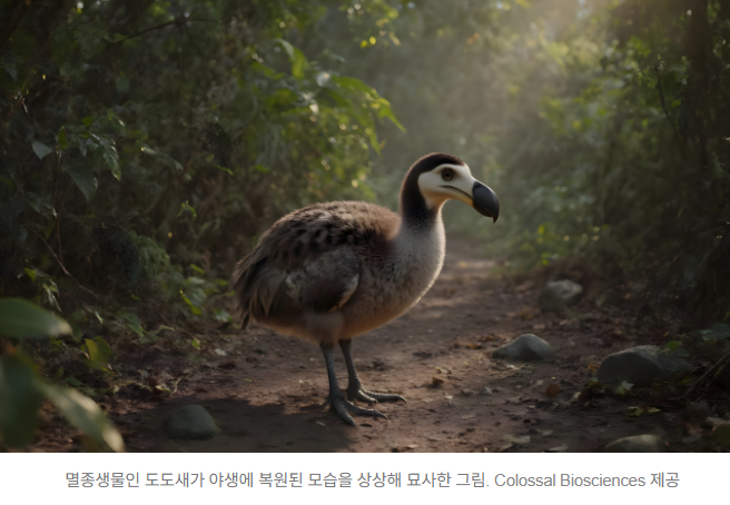   닭이 비둘기 알 낳는다? 도도새 복원 현실화되나