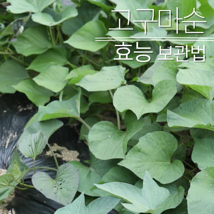  고구마순 효능 5가지 보관법 : 줄기