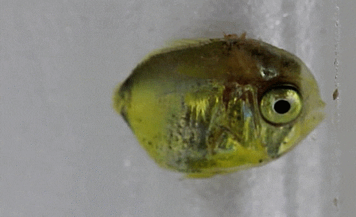2-1. Chaetodon speculum (Mirror butterflyfish : Late-Tholichthys ) トノサマダイ  흑점나비고기