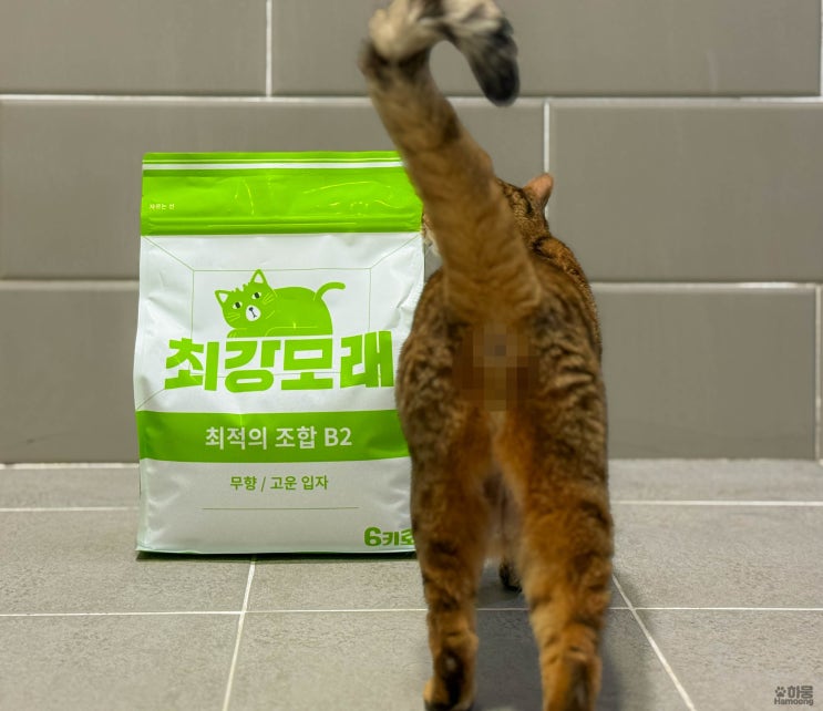  탈취력 좋은 모래 추천 고양이 화장실 벤토나이트 최강모래