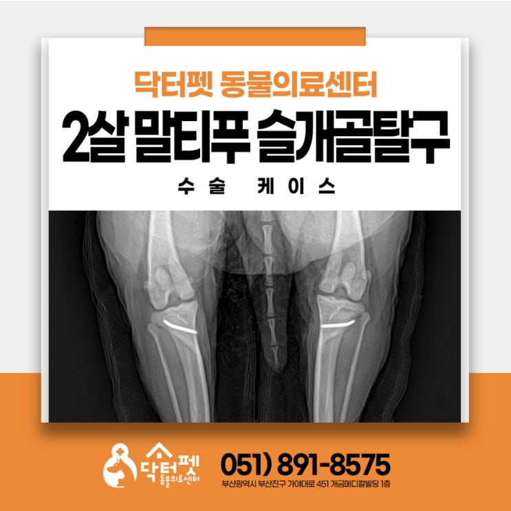  갑자기 주저앉는 2살 말티푸 왜? 부산 강아지 수술 잘하는 동물병원