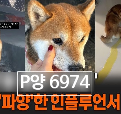  인플루언서 P양 '6974' 진짜 의미! 반려견 파양 충격