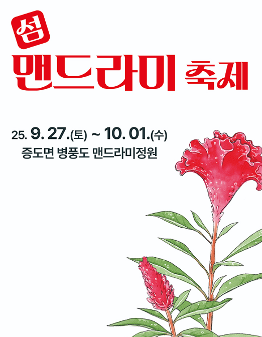  2025 신안 병풍도 섬 맨드라미 축제, '300만 송이 꽃의 바다'로! (배 시간, 꿀팁 총정리)