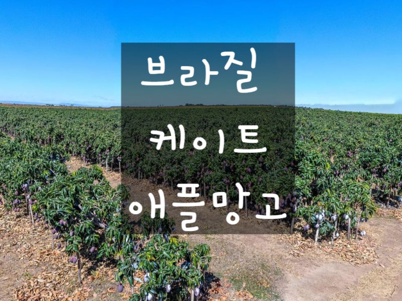브라질 케이트 애플망고 22일 대량입고예정 애플망고먹는법 후숙 수입 팔머 케이트 차이점