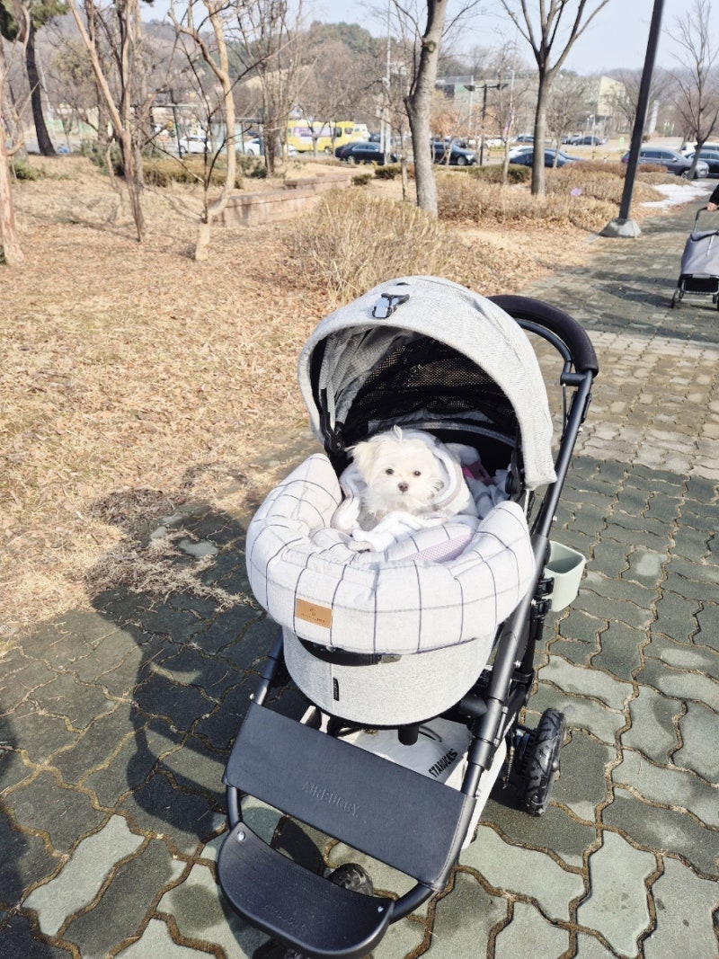 에어버기 돔3 유모차 시승중인 루앙이