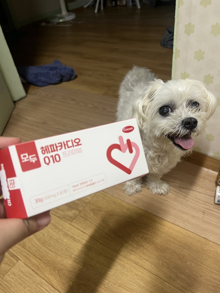  강아지 심장 영양제 모두헤파카디오 작아져서 먹이기 편해진 모두헤파카디오 체험기