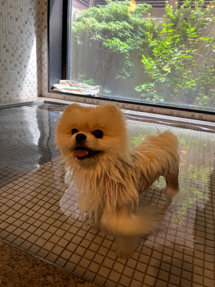  루 시안 구 가루이자와(le chien kyu-karuizawa), 강아지와 함께하는 가루이자와 여행