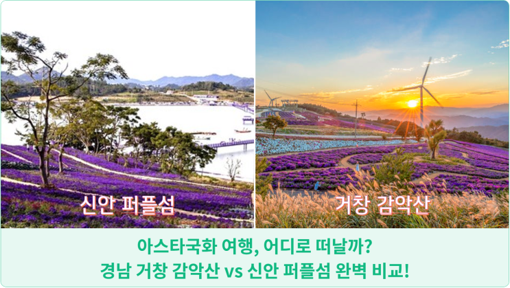  아스타국화 여행, 어디로 떠날까? 거창 감악산 vs 신안 퍼플섬 완벽 비교!