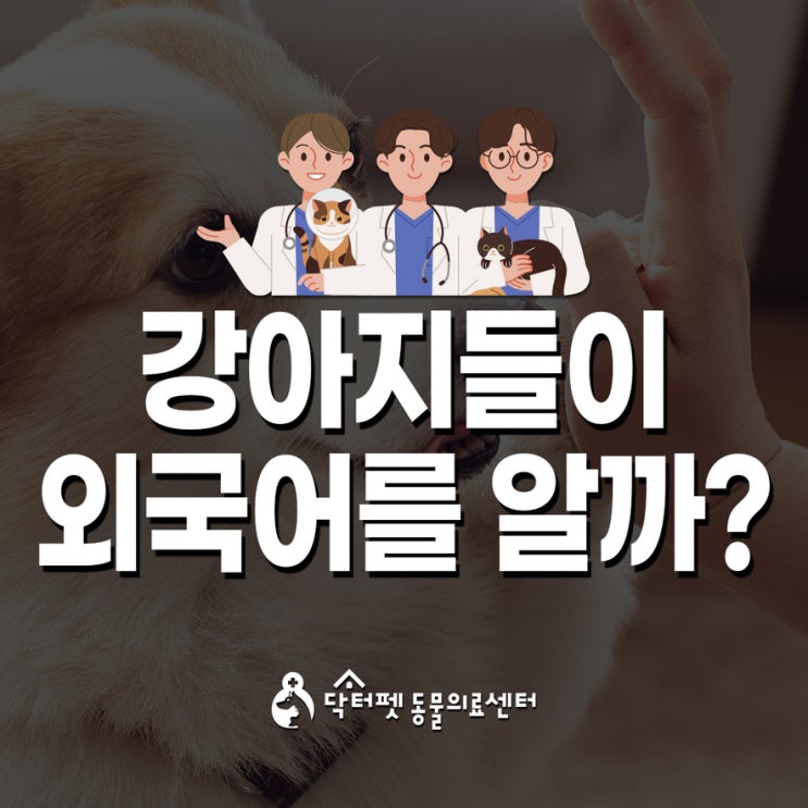  강아지들이 외국어를 구분할까?