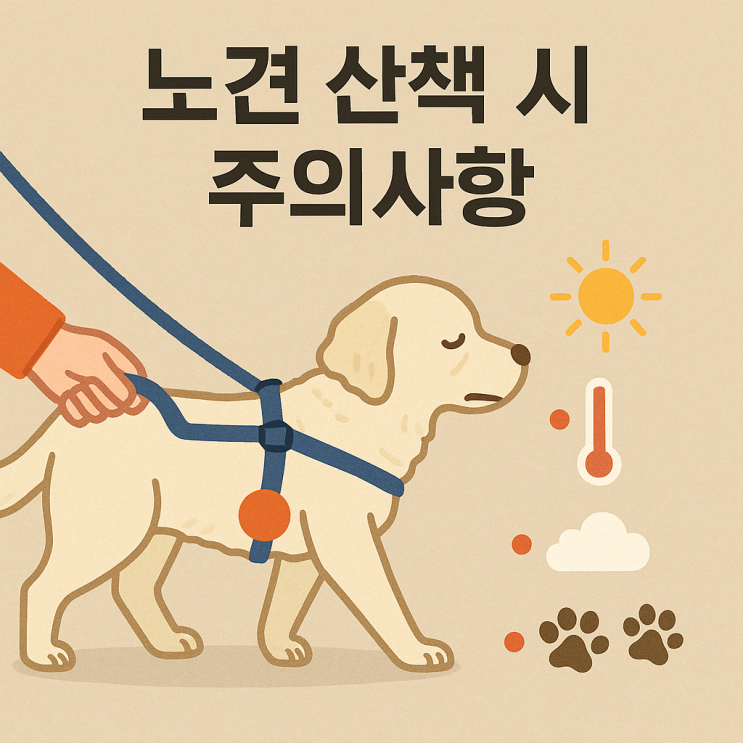 노견 산책 시 꼭 알아야 할 주의사항