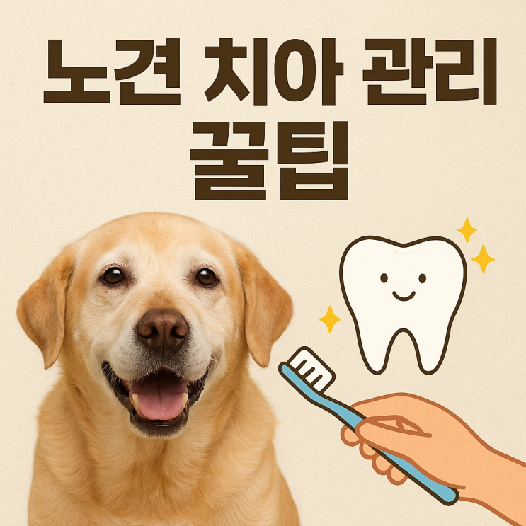  노견 치아 관리 꿀팁, 꼭 알아두세요!