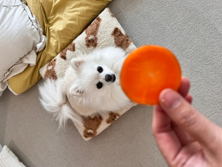  강아지가 켁켁거리는 이유  그냥 두면 괜찮을까