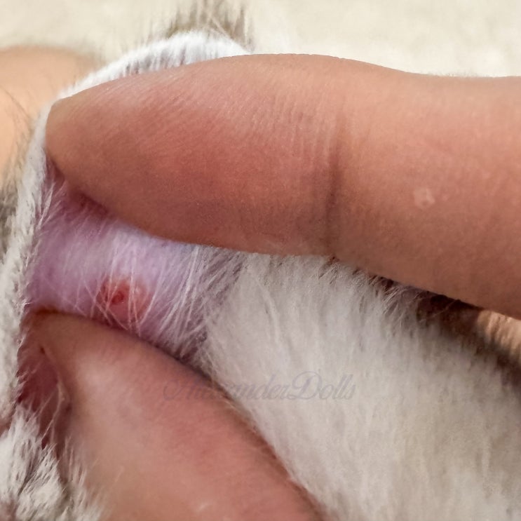  고양이 비만세포종 피부암이라고 하던데? 양성 악성 MCT 증상과 원인