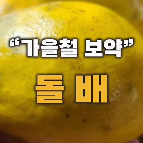 돌배 효능 수확시기 돌배효소 만드는법