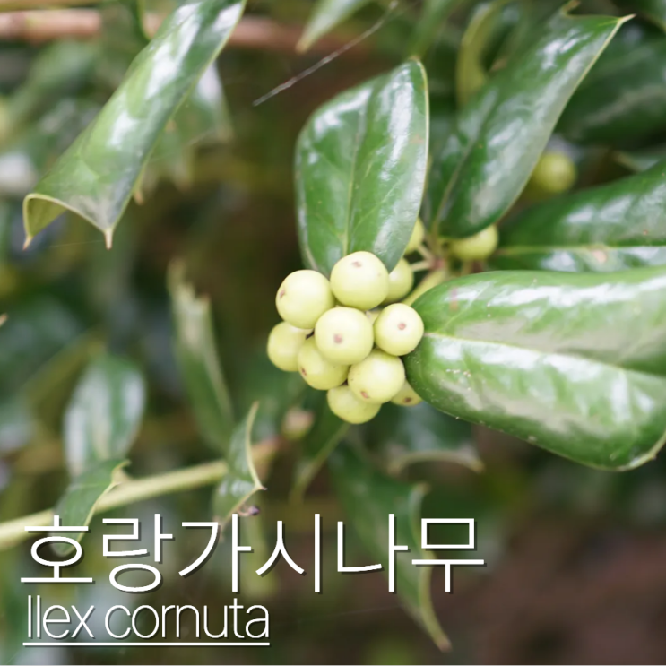  호랑가시나무 포토 열매 효능? 꽃말