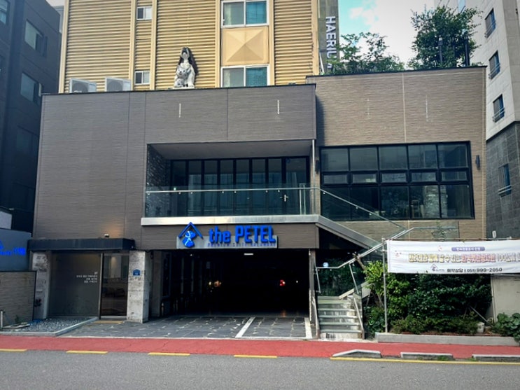  부산 해운대 더펫텔 리뷰 심야 위탁 돌봄 서비스 및 반려견 동반 호텔 체험기