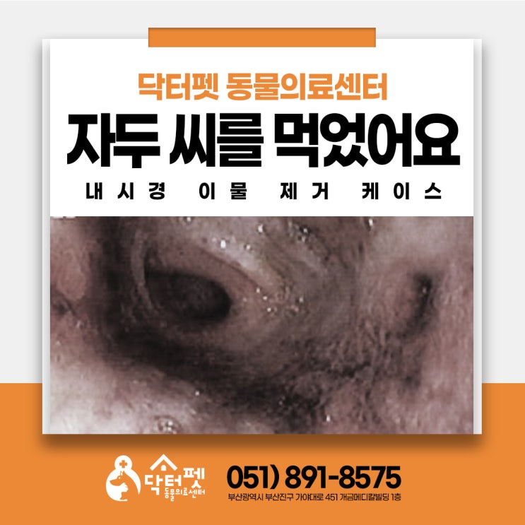  강아지가 자두씨를 삼켰는데 그냥 두어도 괜찮을까요?11살 노령견 부산 24시 동물병원