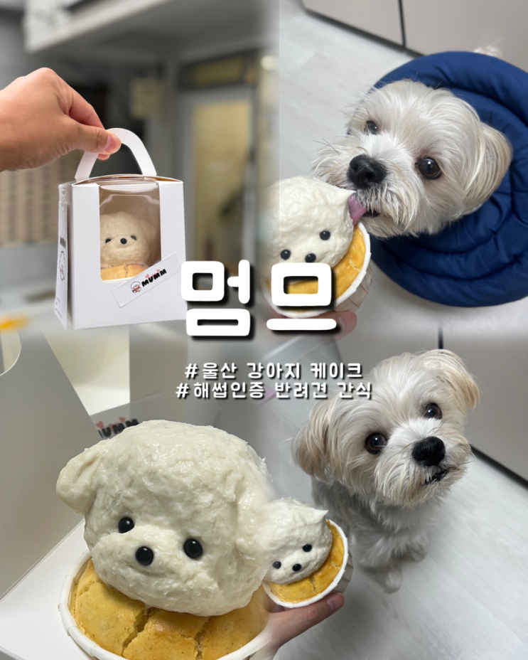  울산강아지생일케이크 하나뿐인 반려견 얼굴 케잌 멈므