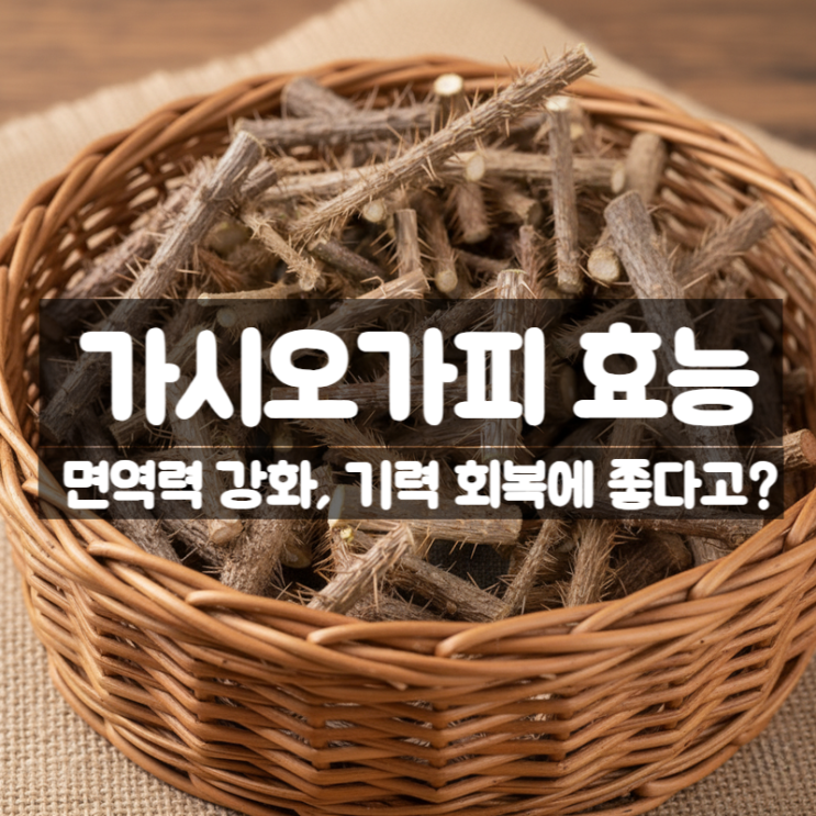  가시오가피 나무 효능 부작용 먹는법 - 뿌리 줄기 어린순 잎 활용까지