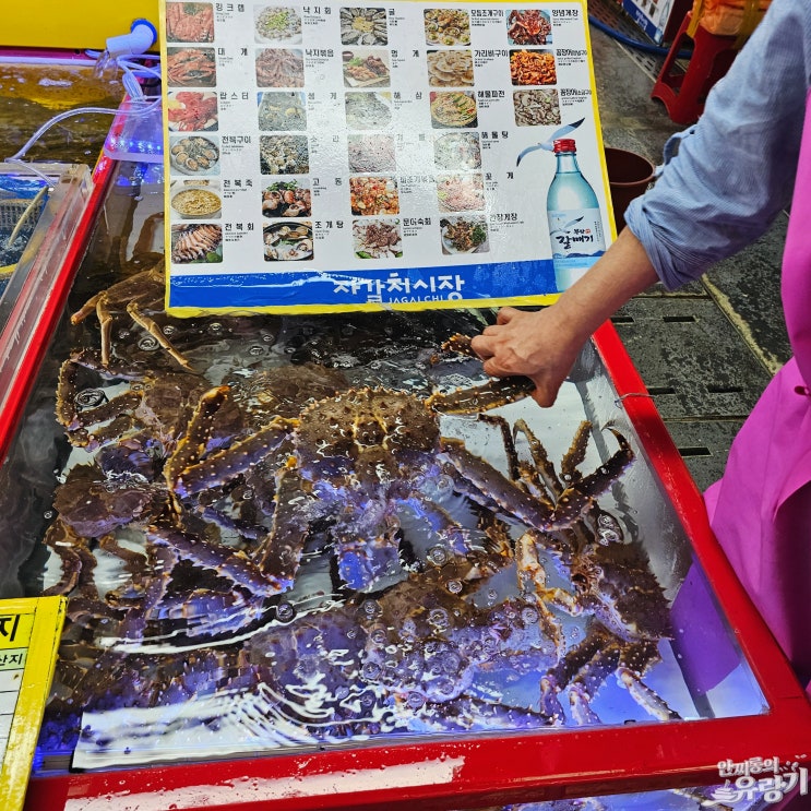 부산 킹크랩시세 자갈치시장 제철 해산물 둘러보기