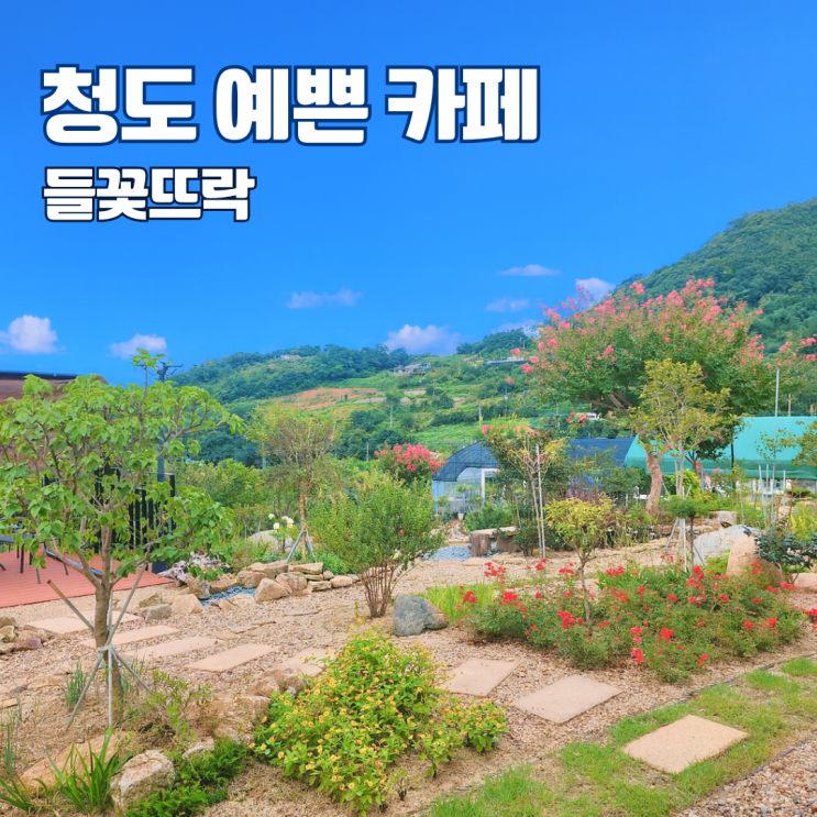  청도 예쁜 카페 추천 들꽃뜨락 예쁜 정원 카페 청도 가볼만한 곳 내돈내산