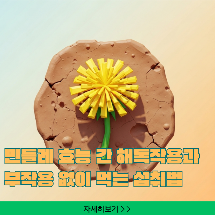  민들레 효능 간 해독작용과 부작용 없이 먹는 섭취법