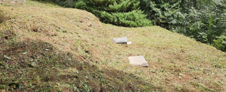  경주 외동 석계리 산41. 봉분 2기 50평 벌초제초대행("경주벌초대행")