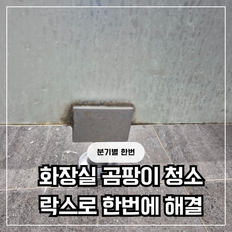 화장실 곰팡이 제거 방법 벽 줄눈 실리콘 바닥 곰팡이 일괄제거