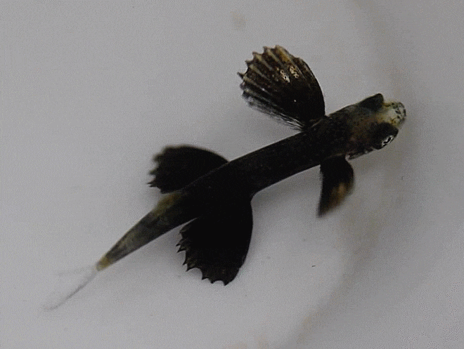 ( provisionally)  Cheilopogon cf. furcatus fisunovi  (シロフチトビウオ?) (flyingfish : juvenile 날치과의 1종)