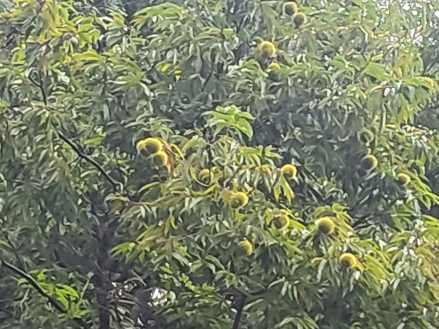 시탕뿌리 사진 3