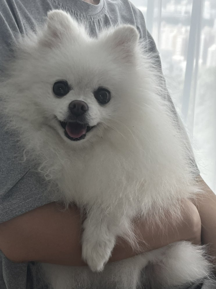  포메가 질투하는 행동과 질투하는 이유