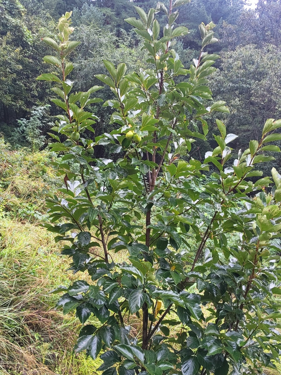시탕뿌리 사진 1