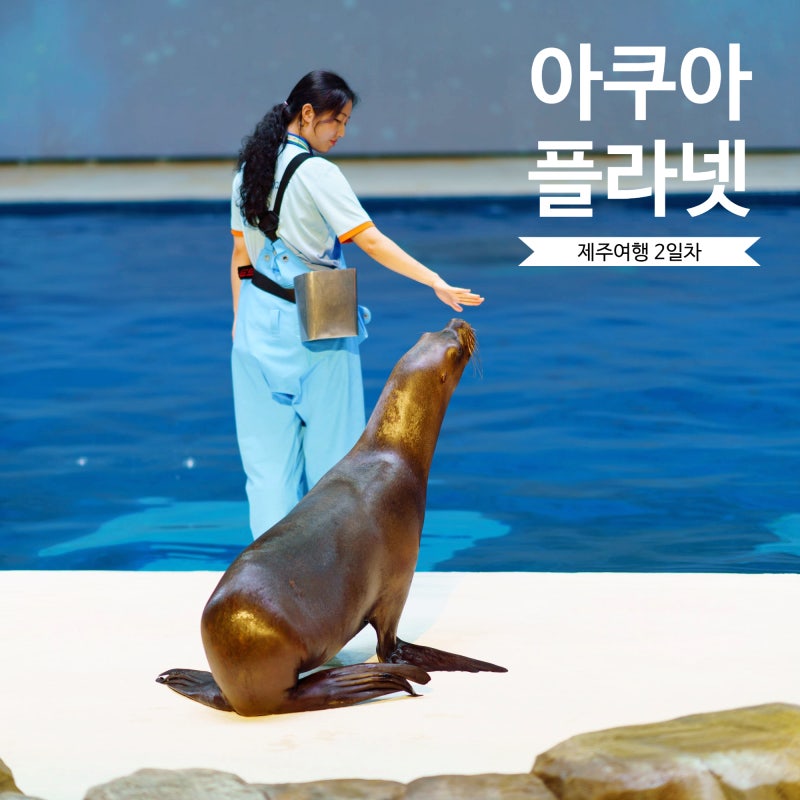 한화 아쿠아플라넷 제주 할인부터 공연시간 푸드코트 식당 추천까지 완벽 가이드