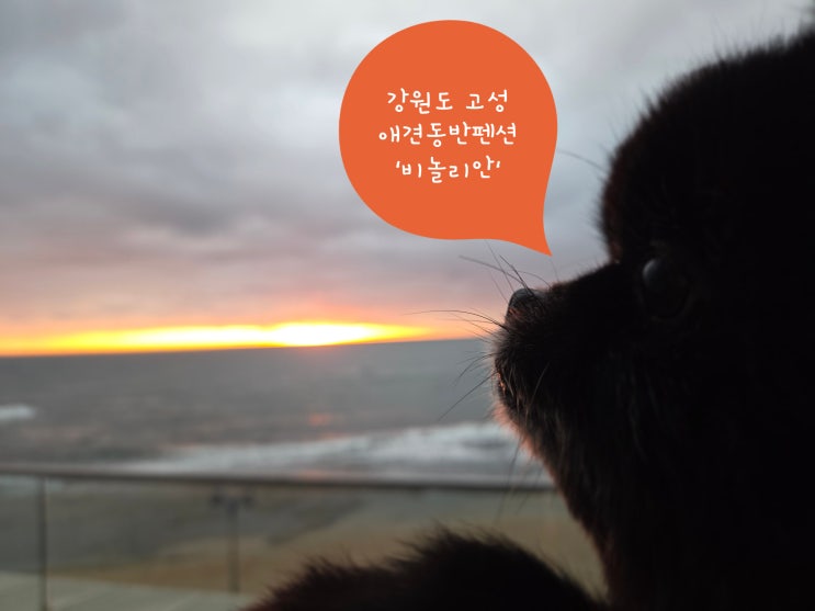  고성애견동반펜션 '비놀리안펜션' 럭셔리룸&오션뷰
