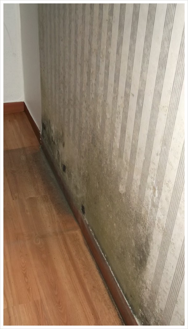 빌라 벽 곰팡이제거? 계속 생기는 집 해결!